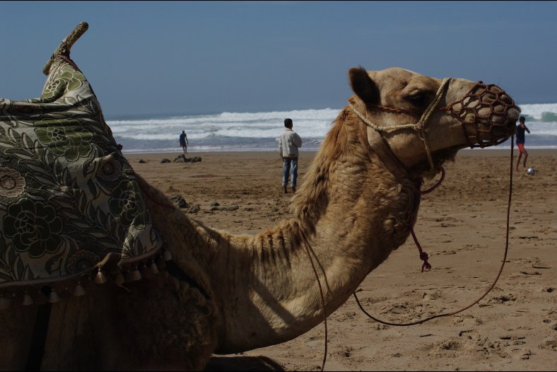 Dromadaire à la plage